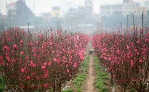 Vườn đào Nhật Tân đỏ rực những ngày giáp Tết