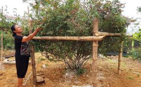 Cây hồng phấn cổ tán rộng chục người ôm giá hơn 60 triệu đồng không bán