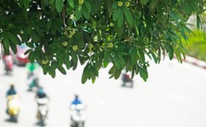 Hương hoa sữa nồng nàn giữa mùa hè 40 độ, chuyên gia lý giải nguyên nhân