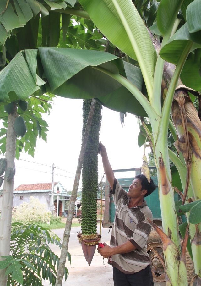 Chiêm ngưỡng buồng chuối “khủng” hơn 100 nải, dài 2m ở Lâm Đồng - 6