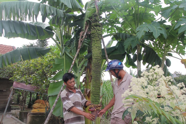 Chiêm ngưỡng buồng chuối “khủng” hơn 100 nải, dài 2m ở Lâm Đồng - 3