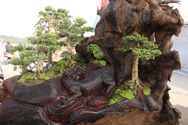 Vị trí trồng các cây bonsai được anh Thịnh tính toán, cân nhắc cẩn thận. Đây là loài hoa được mệnh danh là một trong những “thập đại danh hoa” nổi tiếng đẹp bậc nhất. Hoa nhất chi mai nở vào mùa xuân, thường được gọi là mai trắng, khi bung nở chúng có màu trắng muốt, cánh đều xếp chồng nhau.