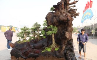 Cặp bonsai mọc trên gốc cây củi mục “trăm tuổi” giá bạc tỷ ở Hà Nội
