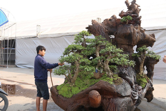 Tác phẩm “Tứ linh” được anh Thịnh trồng hàng cây bonsai Nhất Chi Mai trên phần gốc cây Sao nặng gần 2 tấn.