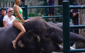 Chị em Kardashian cưỡi voi, khám phá Bali