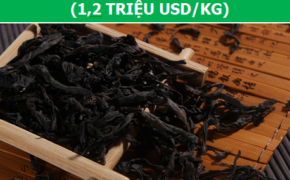 Điểm danh những loại trà chỉ dành cho giới thượng lưu!