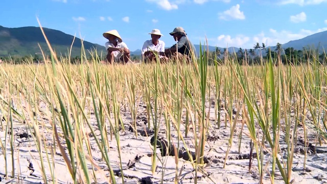 Đại hạn, đồng ruộng nứt nẻ cháy khô, hàng ngàn ha lúa mất trắng - 2