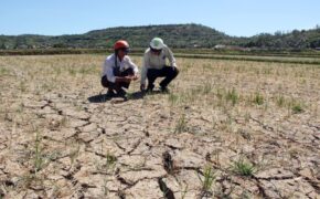 Đại hạn, đồng ruộng nứt nẻ cháy khô, hàng ngàn ha lúa mất trắng