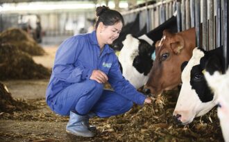 6 thập kỷ từ “người tiên phong” đến “chuyên gia bò sữa” của Mộc Châu Milk