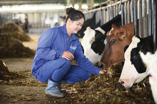 6 thập kỷ từ “người tiên phong” đến “chuyên gia bò sữa” của Mộc Châu Milk - 1