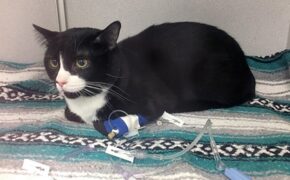 Chú mèo suýt chết vì bị quay hơn 30 phút… trong máy giặt