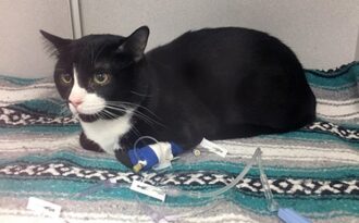 Chú mèo suýt chết vì bị quay hơn 30 phút… trong máy giặt