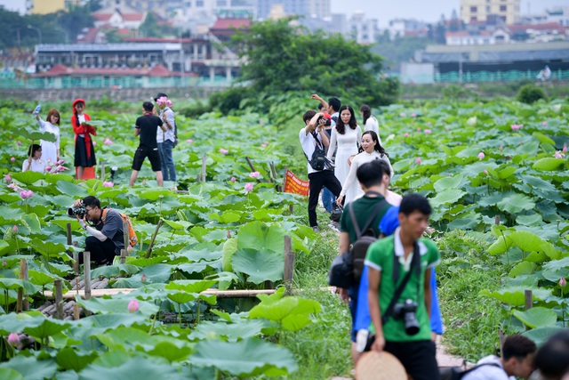 Thiếu nữ Hà Thành thả dáng bên đầm sen hồ Tây - 2