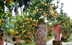 Độc đáo: Quất lọ bonsai hút khách chơi Tết