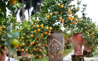 Độc đáo: Quất lọ bonsai hút khách chơi Tết