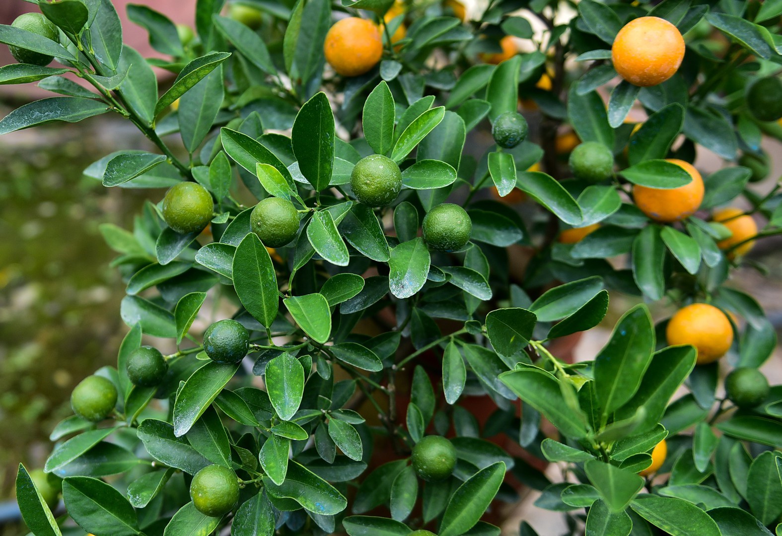 Độc đáo: Quất lọ bonsai hút khách chơi Tết - Ảnh 6.