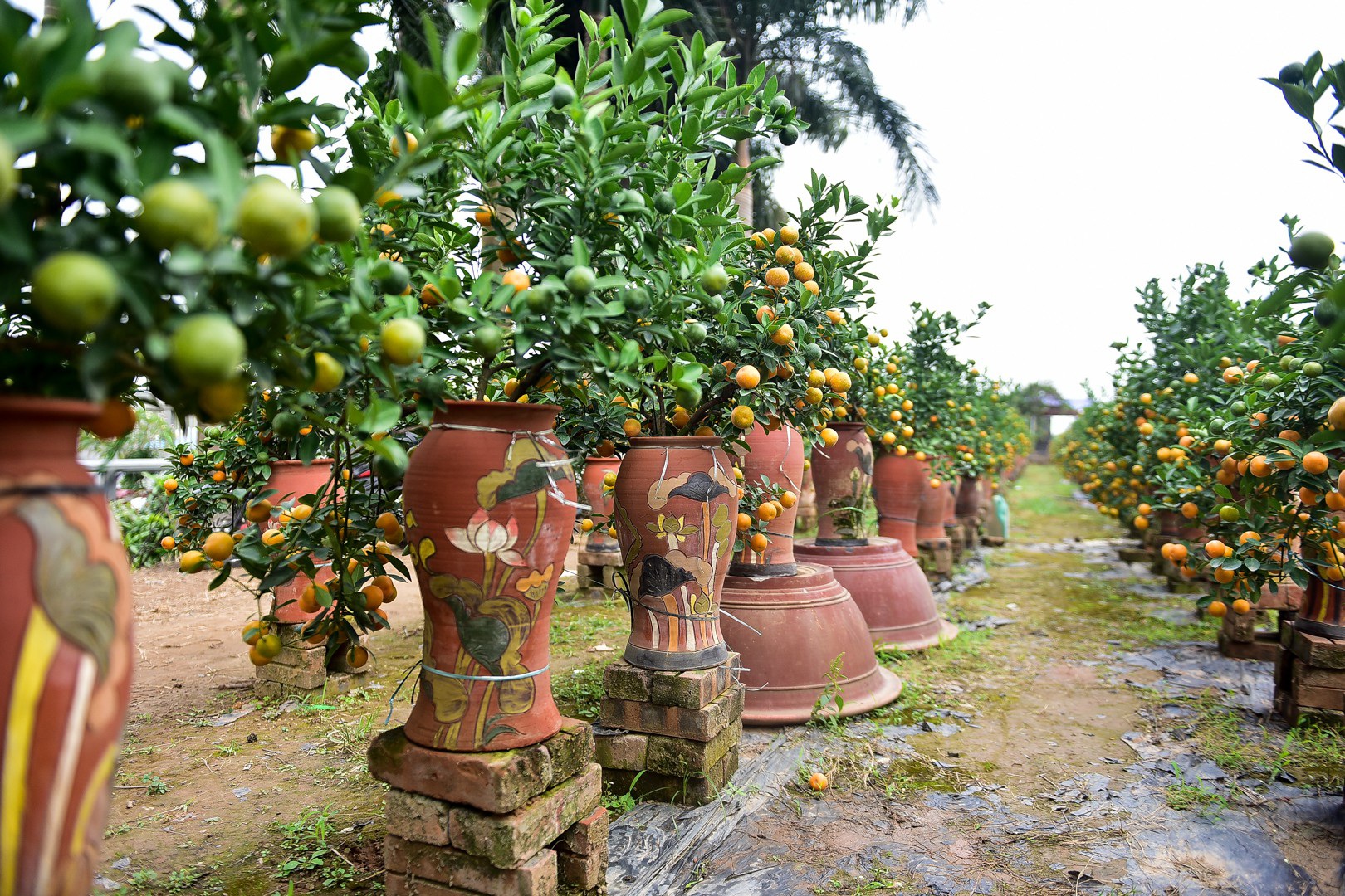 Độc đáo: Quất lọ bonsai hút khách chơi Tết - Ảnh 13.