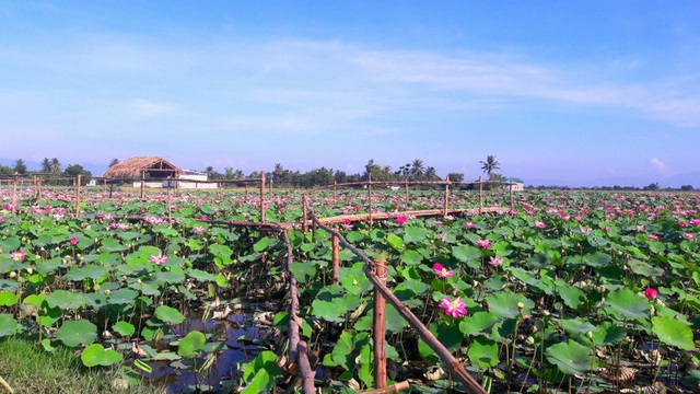 Một góc Sen Caraih