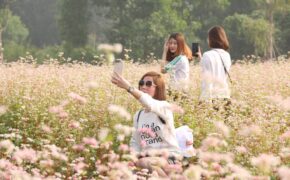 Vườn hoa tam giác mạch 5.000 m2 ở Hà Nội thu hút người tham quan