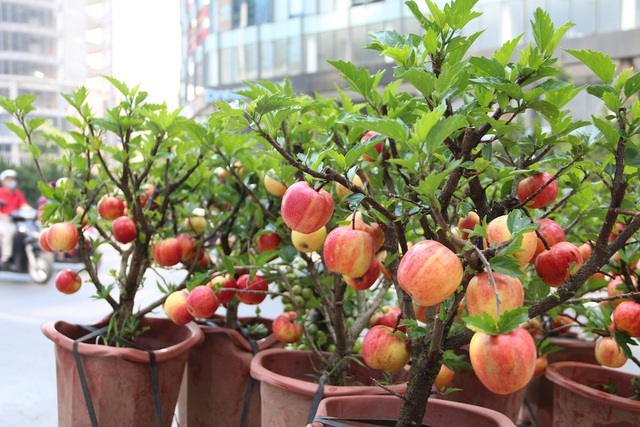 Dù được trồng trong chậu nhưng những cây táo bonsai vẫn xanh tốt và sai trái.