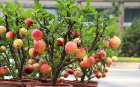 300 nghìn đồng/ chậu, táo cảnh bonsai “khuynh đảo” thị trường 20/10