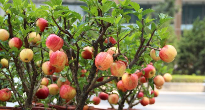 300 nghìn đồng/ chậu, táo cảnh bonsai “khuynh đảo” thị trường 20/10