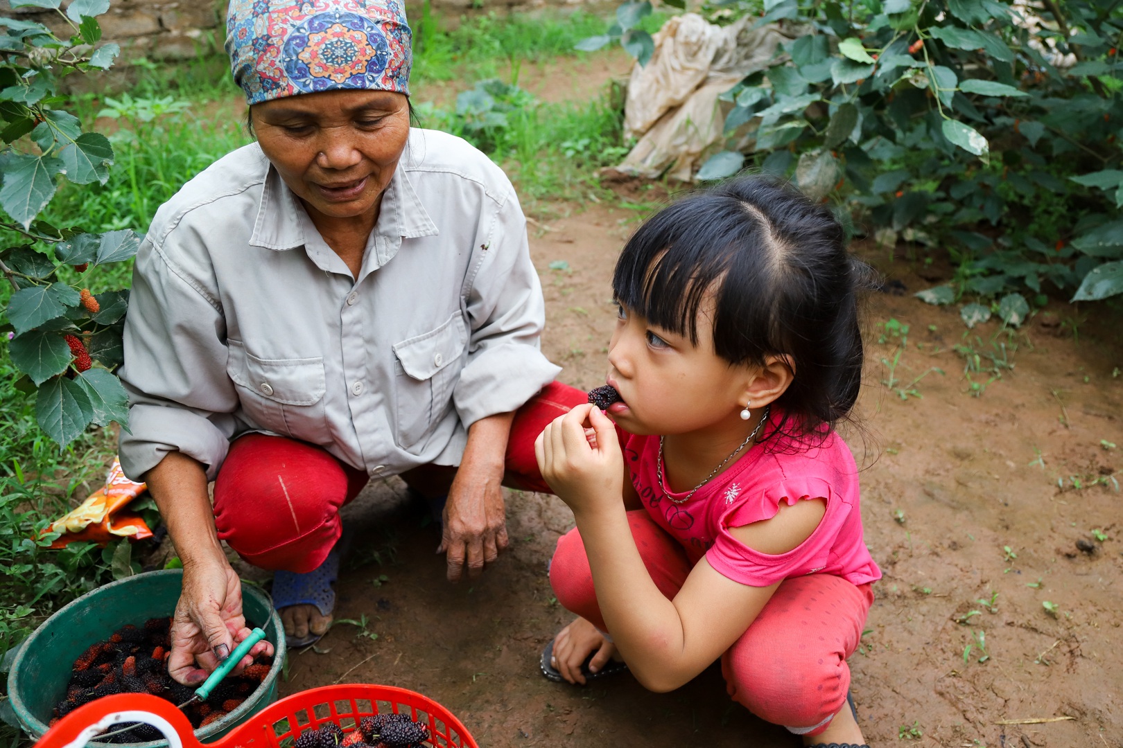 Nông dân ngoại thành Hà Nội mỏi tay thu hoạch dâu chín - 16