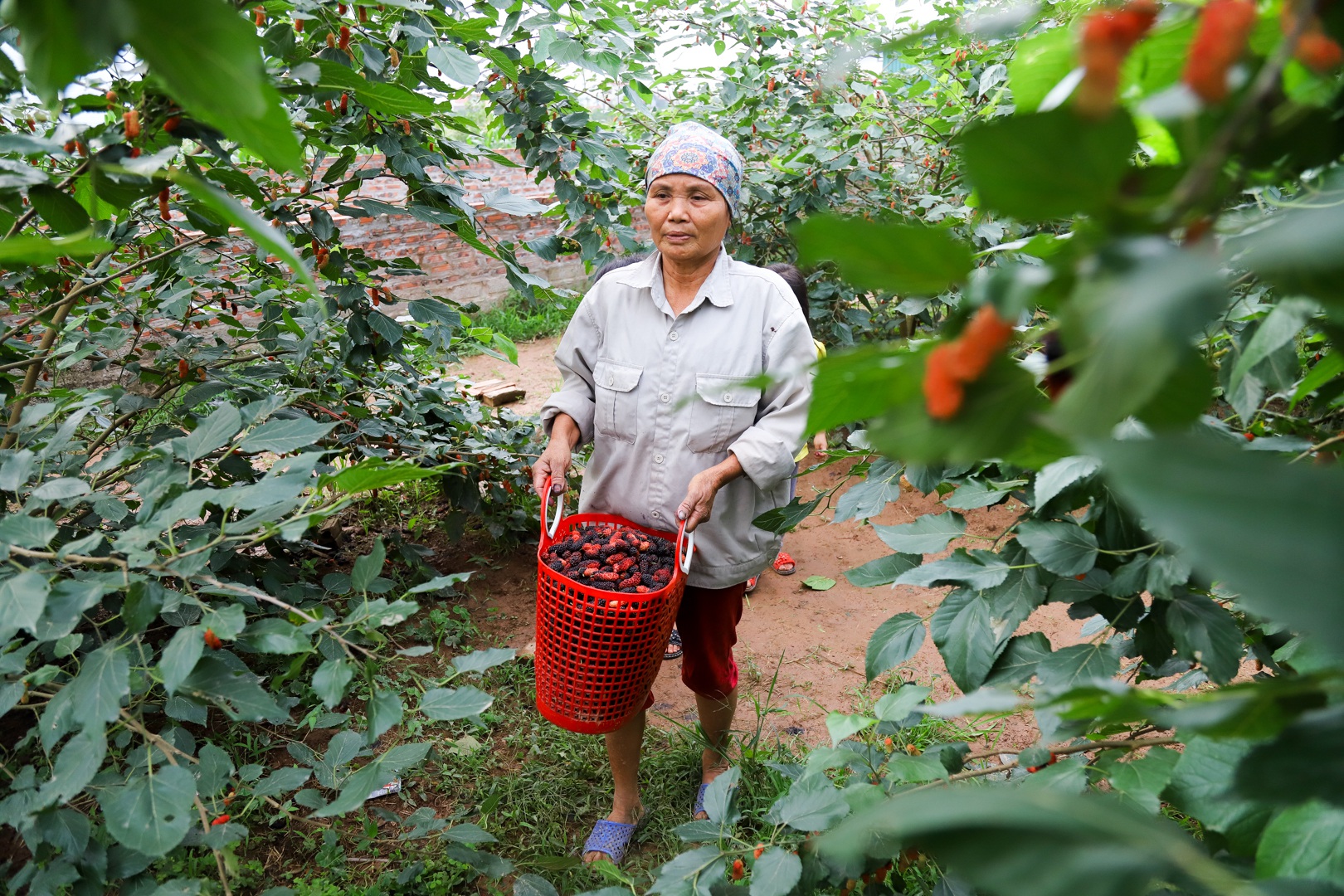 Nông dân ngoại thành Hà Nội mỏi tay thu hoạch dâu chín - 15