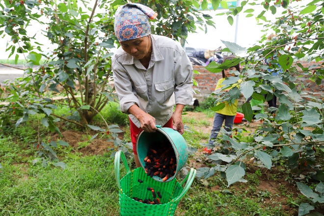 Nông dân ngoại thành Hà Nội mỏi tay thu hoạch dâu chín - 14