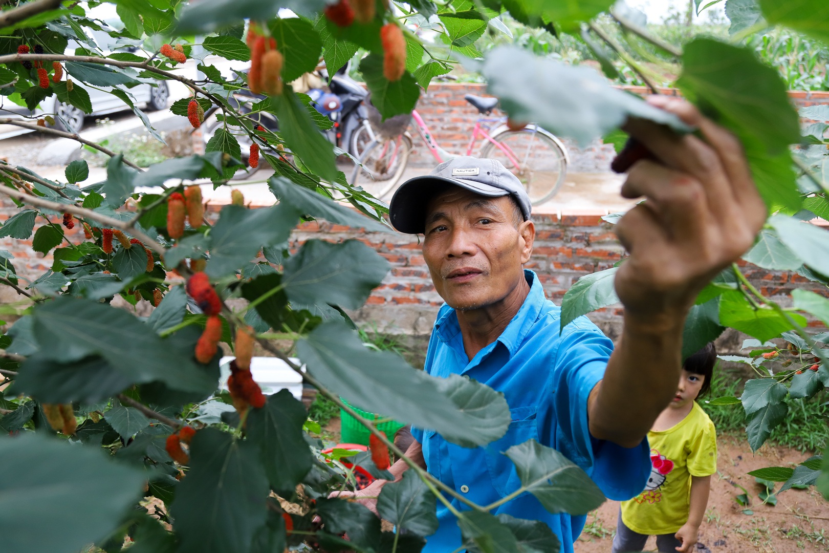 Nông dân ngoại thành Hà Nội mỏi tay thu hoạch dâu chín - 2