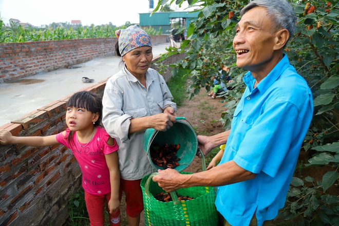 Nông dân ngoại thành Hà Nội mỏi tay thu hoạch dâu chín - 13