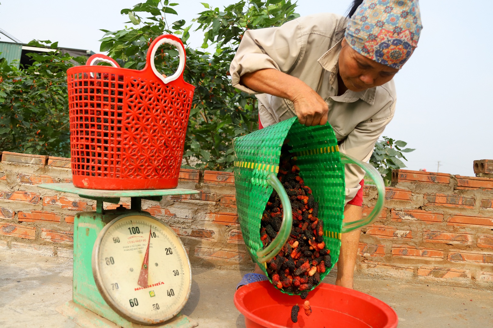 Nông dân ngoại thành Hà Nội mỏi tay thu hoạch dâu chín - 17