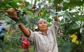 Nông dân ngoại thành Hà Nội mỏi tay thu hoạch dâu chín