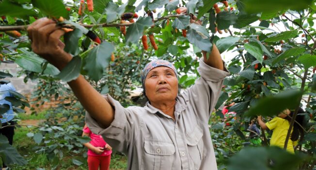 Nông dân ngoại thành Hà Nội mỏi tay thu hoạch dâu chín