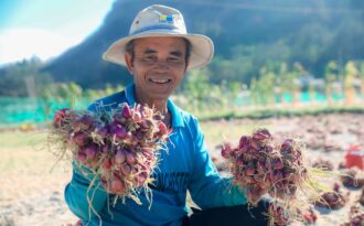 “Ngọc tím” Lý Sơn vào vụ: Giá cao gấp đôi, nông dân khấp khởi vui mừng