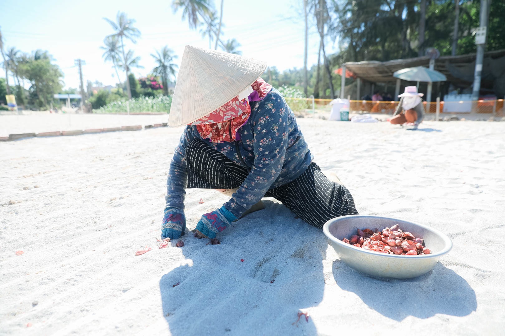 Ngọc tím Lý Sơn vào vụ: Giá cao gấp đôi, nông dân khấp khởi vui mừng - 17