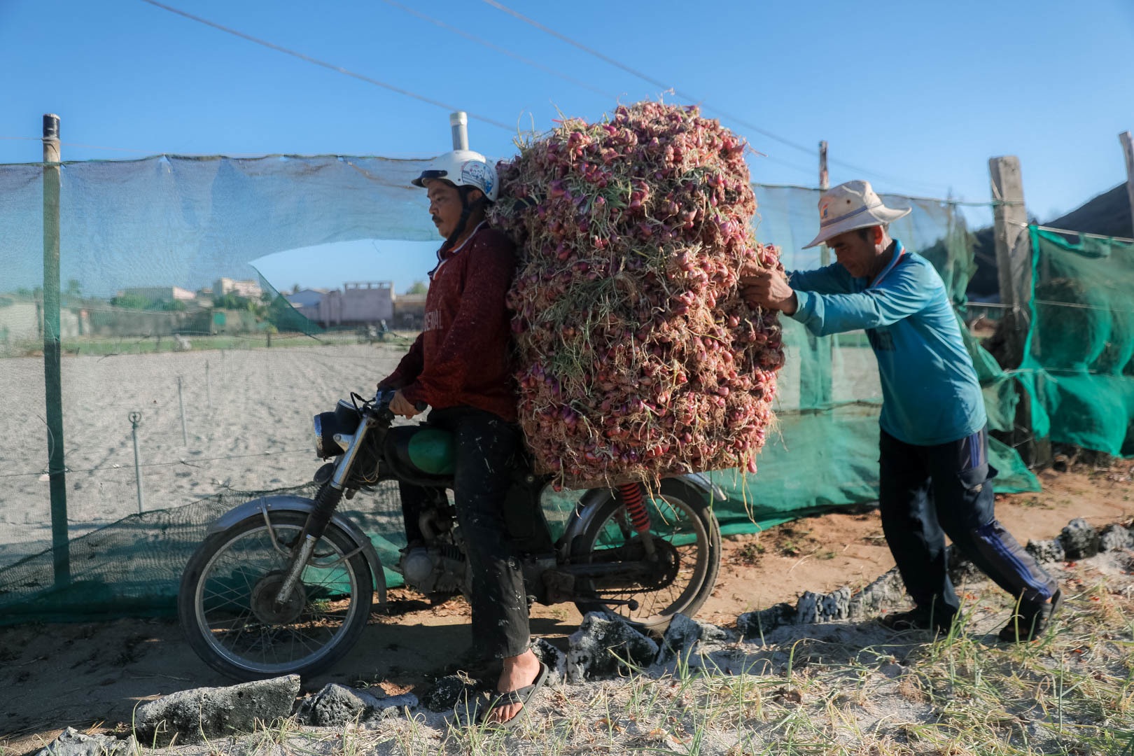 Ngọc tím Lý Sơn vào vụ: Giá cao gấp đôi, nông dân khấp khởi vui mừng - 13