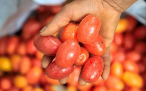 Nông dân Hà Nội tất bật thu hoạch nhót chín