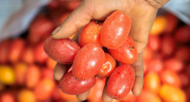 Nông dân Hà Nội tất bật thu hoạch nhót chín