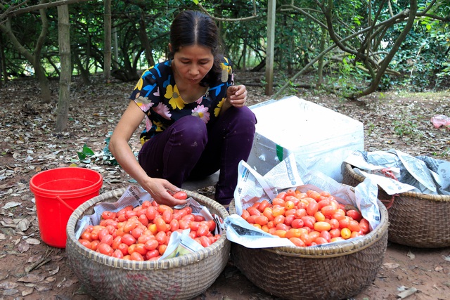 Nông dân Hà Nội tất bật thu hoạch nhót chín - 8