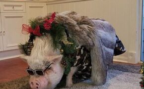 Cô gái chi cả ngàn đô để tổ chức sinh nhật cho… lợn