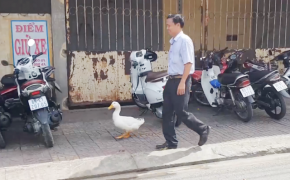 Kỳ lạ người đàn ông coi vịt như… thú cưng, cho đi dạo phố