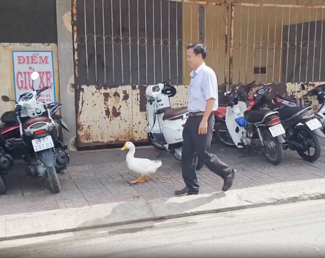  Ông Bùi Văn Hoai và con vịt cùng nhau đi trên đường. 