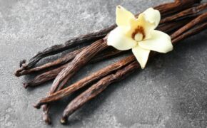 Chỉ là một loại gia vị, vì sao Vani còn đắt hơn cả bạc?