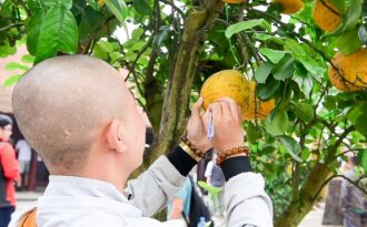 Cây bưởi trong ngôi chùa cổ nhất Hà Nội bị vẽ bậy chằng chịt lên quả