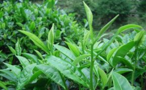 Trà xanh tự nhiên, có thật “tự nhiên”?