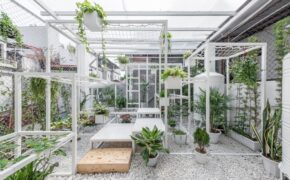 Khu vườn dây leo “đẹp ngẩn ngơ” trên sân thượng của 9x Hà Nội