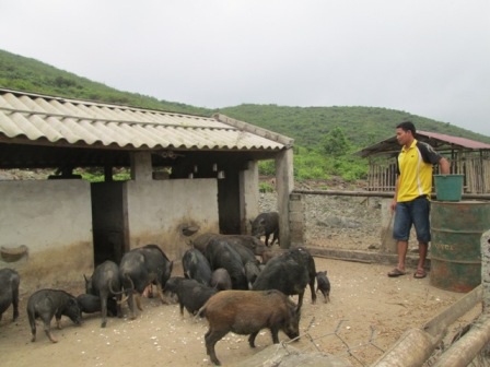 Sau giờ lên lớp, thầy lại bộn bề với công việc trong trang trại tổng hợp của mình