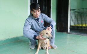 Huế: Chàng trai trẻ cứu hơn 200 con chó hoang, bệnh tật mỗi năm