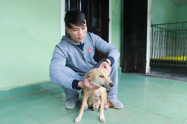  Chú chó Bạc mang nhiều khối u lớn trên cơ thể đã được anh Sơn chăm sóc và điều trị. Đến nay sức khỏe chó Bạc đã được phục hồi rõ rệt 